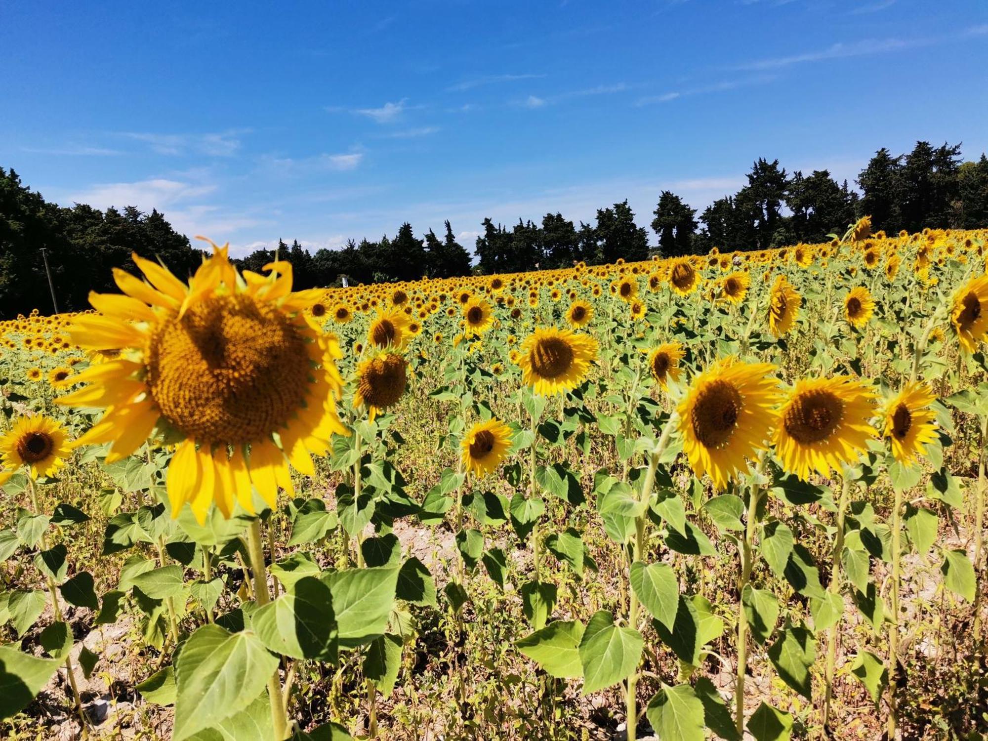 En Provence 